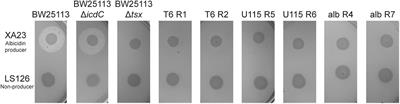 Evolution of Bacterial Cross-Resistance to Lytic Phages and Albicidin Antibiotic